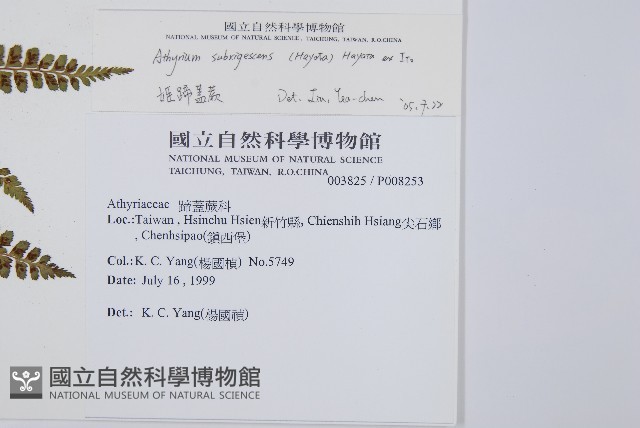 姬蹄蓋蕨藏品圖，第2張