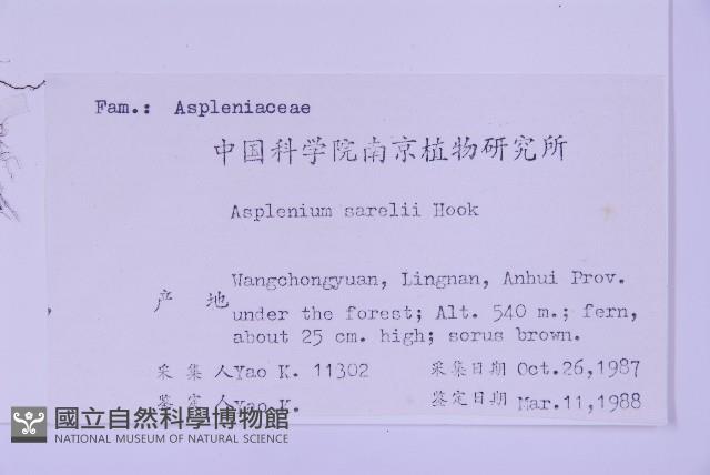 華中鐵角蕨藏品圖，第2張