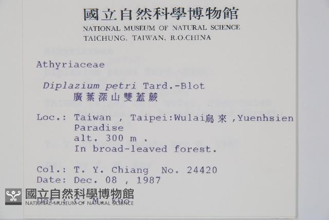 廣葉深山雙蓋蕨藏品圖，第2張