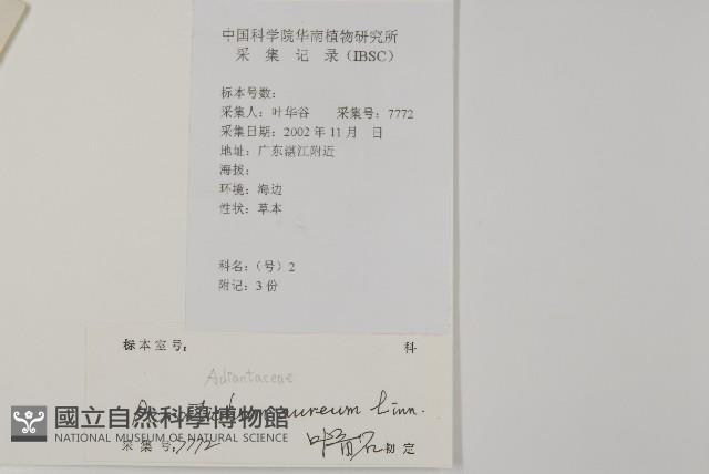 鹵蕨藏品圖，第2張