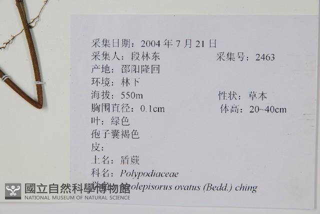 盾蕨藏品圖，第2張