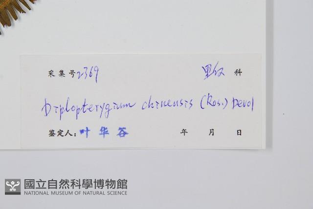 中華裡白藏品圖，第2張