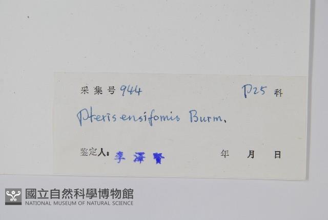 箭葉鳳尾蕨藏品圖，第2張