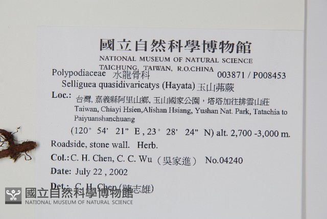 玉山茀蕨藏品圖，第2張
