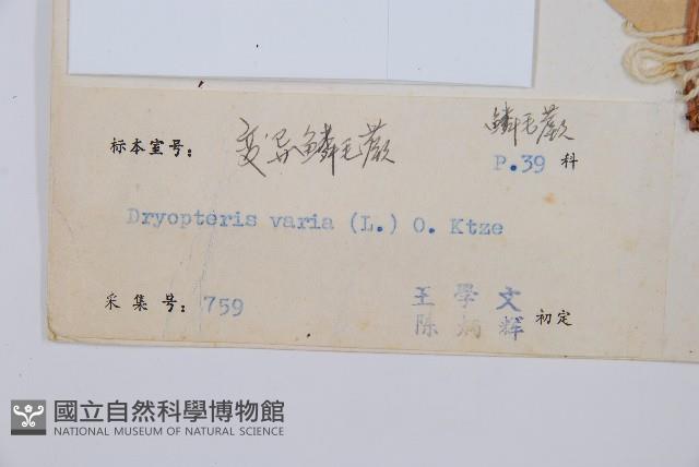 南海鱗毛蕨藏品圖，第2張