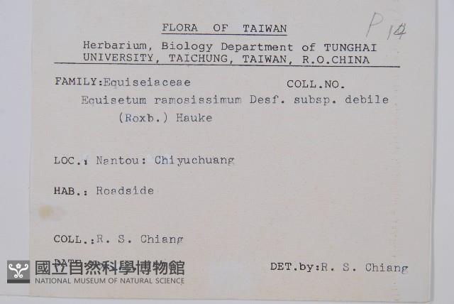 臺灣木賊藏品圖，第2張