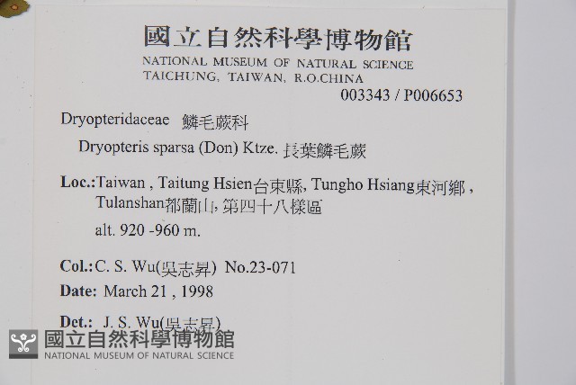 長葉鱗毛蕨藏品圖，第2張
