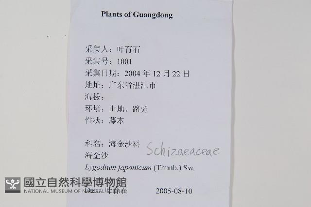 海金沙藏品圖，第2張