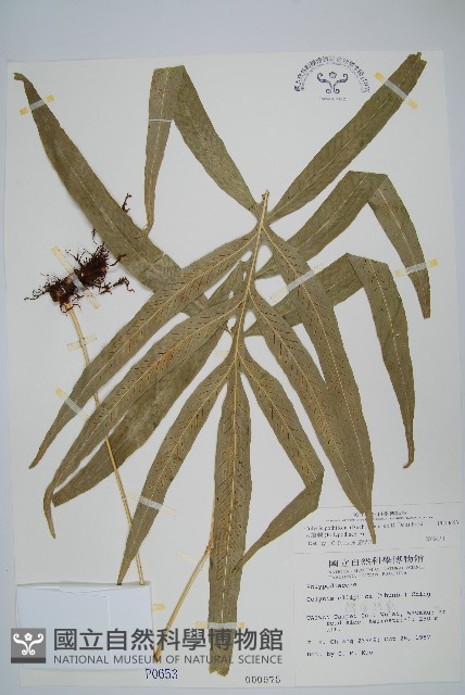 大線蕨藏品圖，第1張