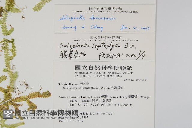 小笠原卷柏藏品圖，第2張