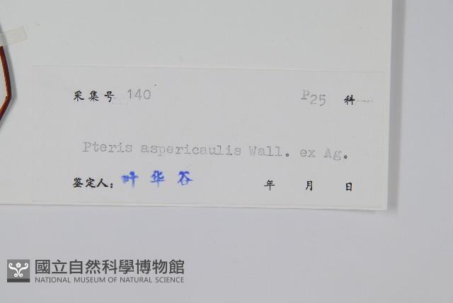 紫軸鳳尾蕨藏品圖，第2張