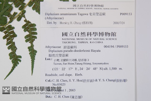 奄美雙蓋蕨藏品圖，第2張