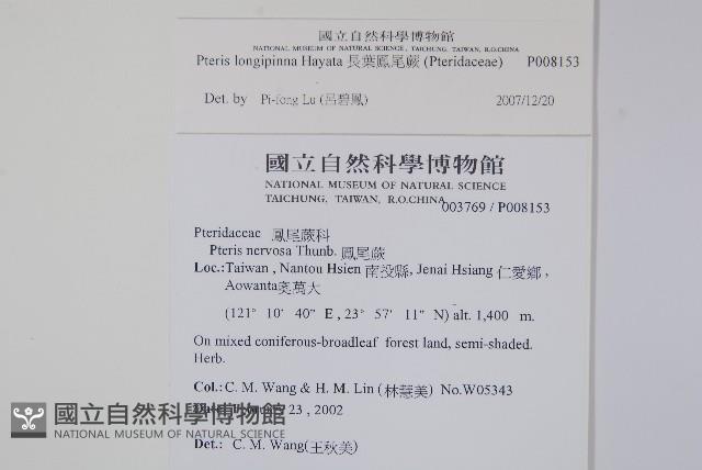 長葉鳳尾蕨藏品圖，第2張