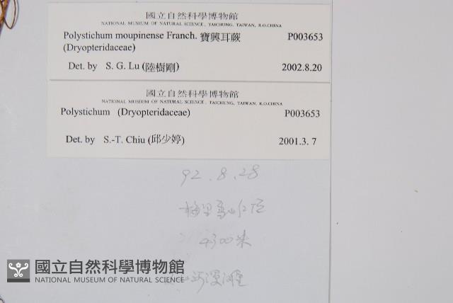 寶興耳蕨藏品圖，第2張