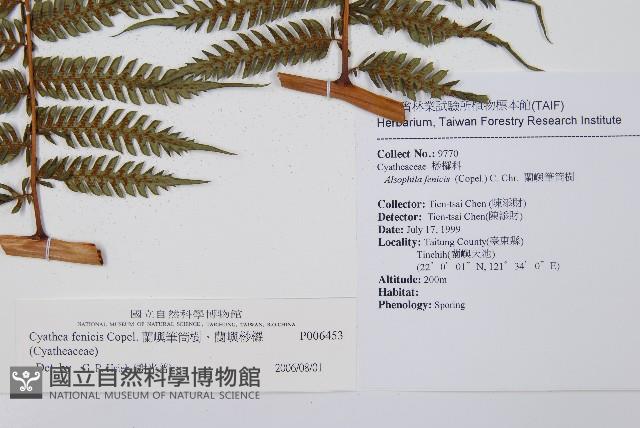 蘭嶼筆筒樹、蘭嶼桫欏藏品圖，第2張