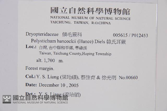 韓氏耳蕨藏品圖，第2張