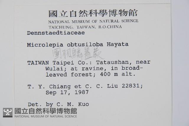 團羽鱗蓋蕨藏品圖，第2張