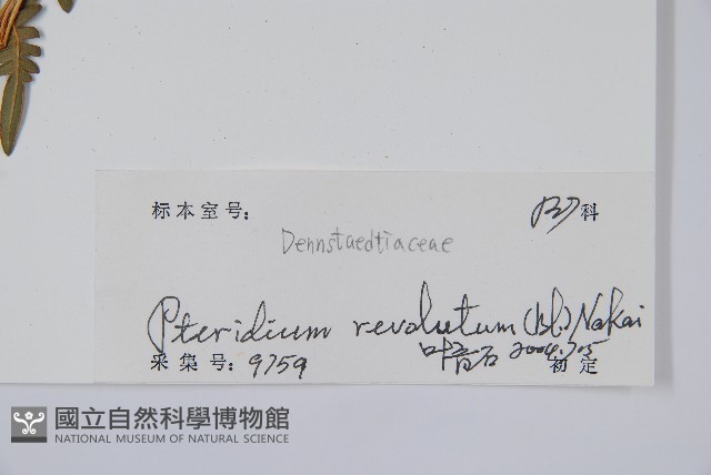 密毛蕨、巒大蕨藏品圖，第2張