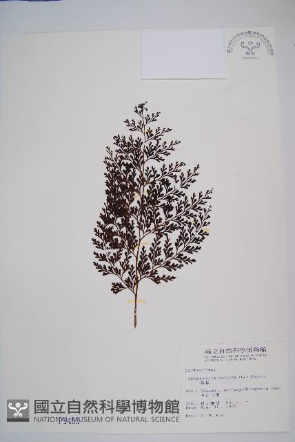 烏蕨藏品圖，第1張