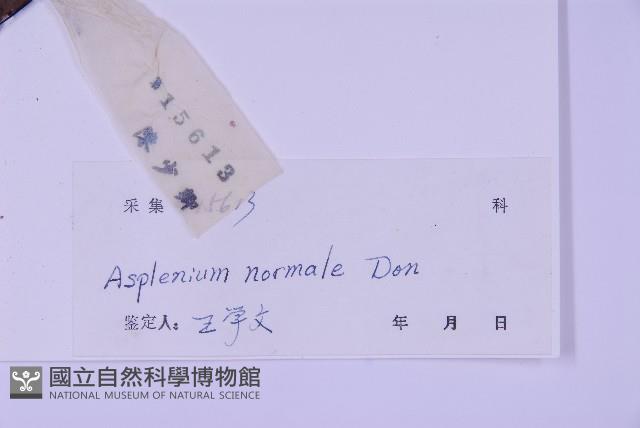 生芽鐵角蕨藏品圖，第2張