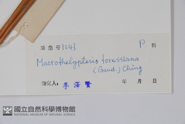 普通針毛蕨藏品圖，第2張