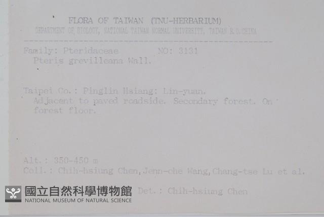 翅柄鳳尾蕨藏品圖，第2張