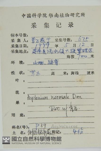 生芽鐵角蕨藏品圖，第2張