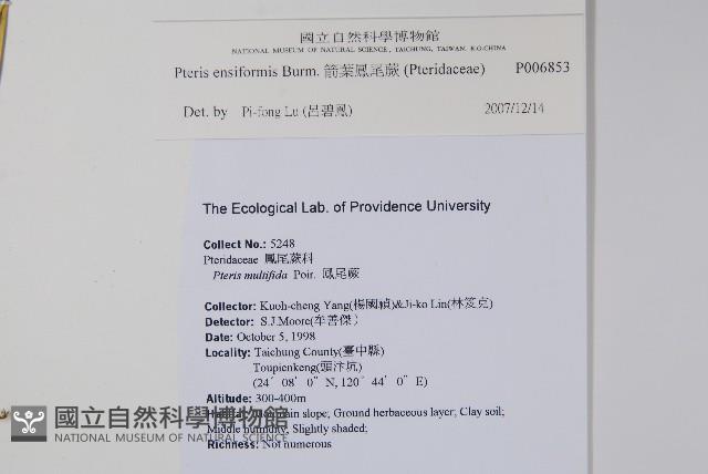 箭葉鳳尾蕨藏品圖，第1張