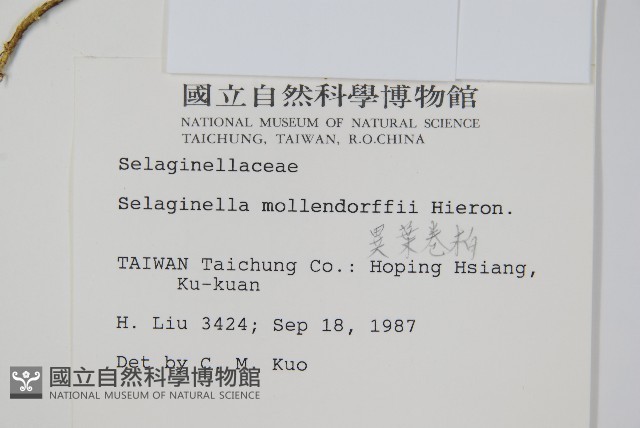 異葉卷柏藏品圖，第2張