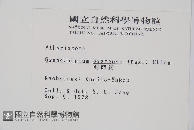 羽節蕨藏品圖，第2張