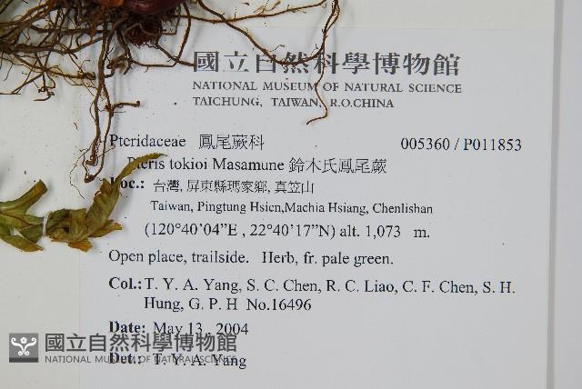 鈴木氏鳳尾蕨藏品圖，第2張