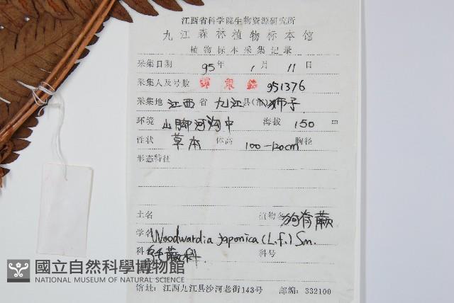 日本狗脊蕨藏品圖，第2張