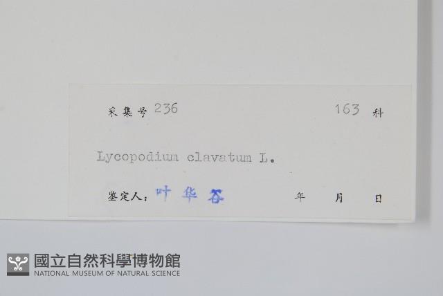 石松藏品圖，第2張