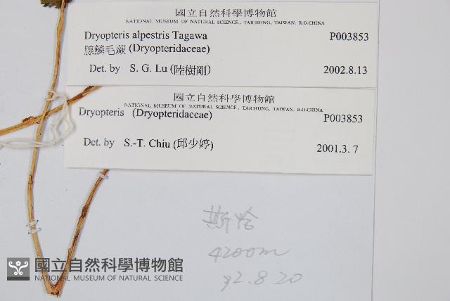 腺鱗毛蕨藏品圖，第2張