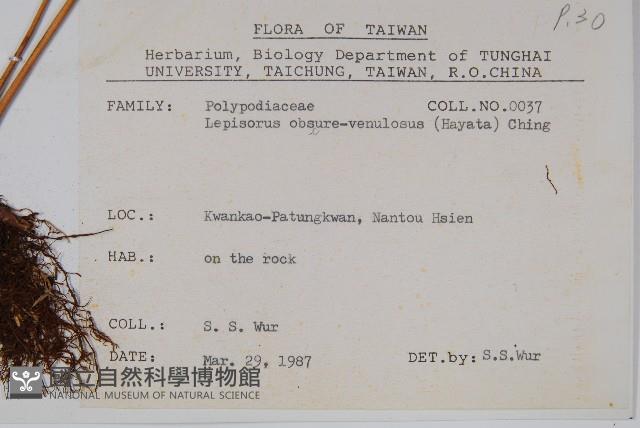 麟瓦葦、川上氏瓦葦藏品圖，第2張