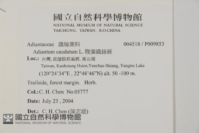 鞭葉鐵線蕨藏品圖，第2張