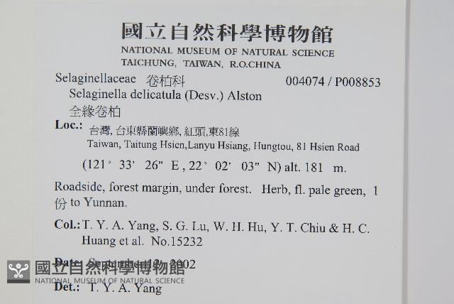 全緣卷柏藏品圖，第2張