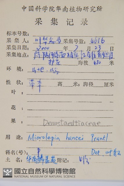 華南鱗蓋蕨藏品圖，第2張