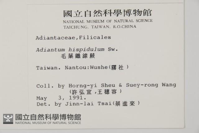 毛葉鐵線蕨藏品圖，第2張