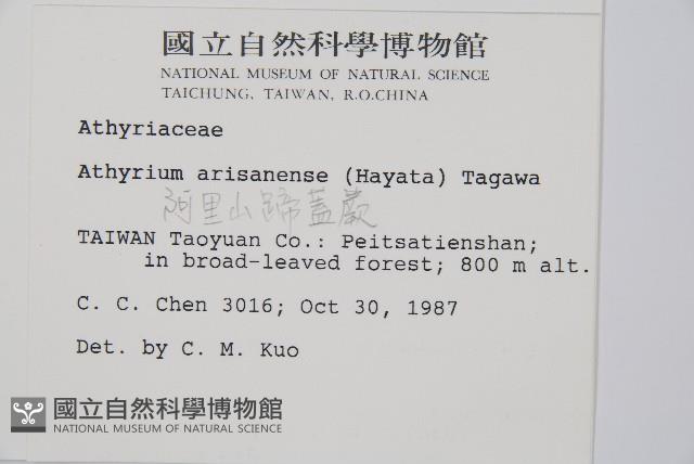 阿里山蹄蓋蕨藏品圖，第2張