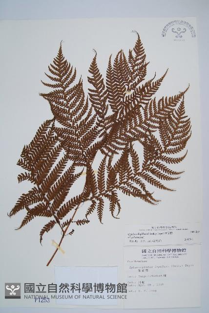 筆筒樹藏品圖，第1張