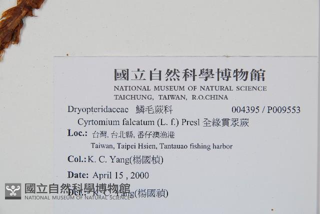 全緣貫眾蕨藏品圖，第2張