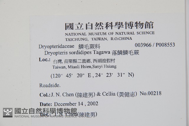 落鱗鱗毛蕨藏品圖，第2張