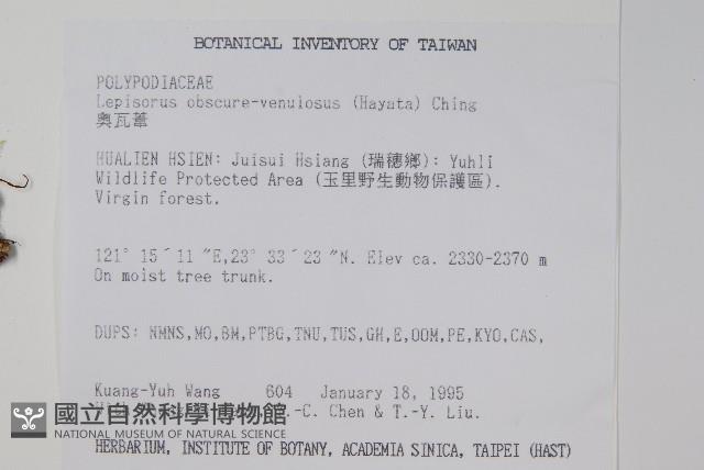 麟瓦葦、川上氏瓦葦藏品圖，第2張