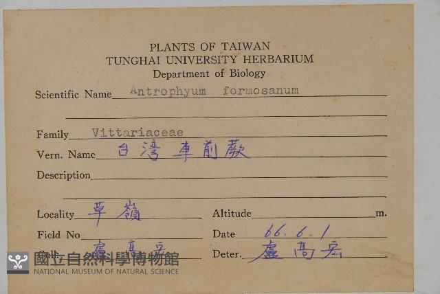 臺灣車前蕨藏品圖，第2張