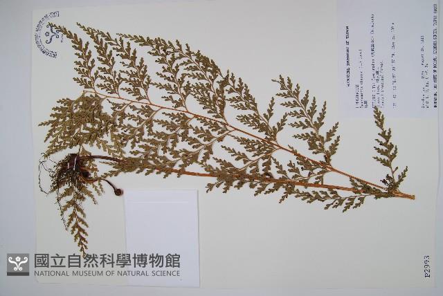 烏蕨藏品圖，第1張