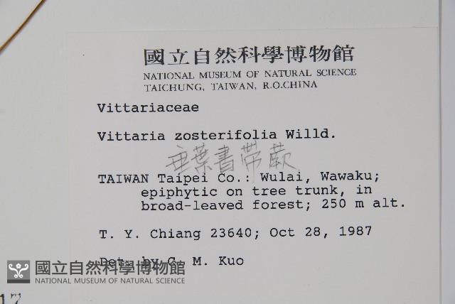 垂葉書帶蕨藏品圖，第2張