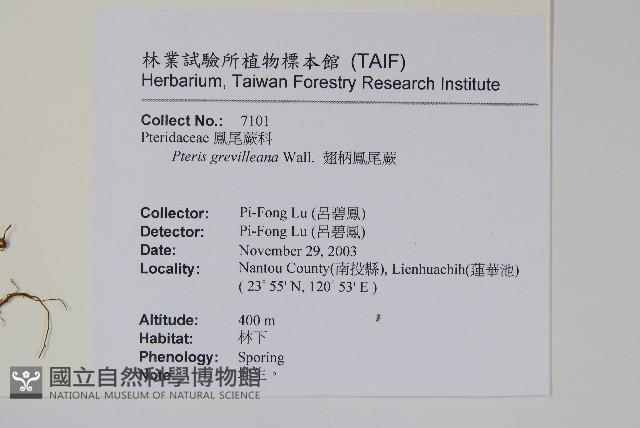 翅柄鳳尾蕨藏品圖，第2張