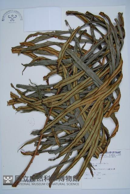 烏毛蕨藏品圖，第1張