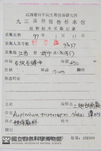 三翅鐵角蕨藏品圖，第2張